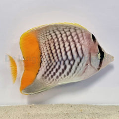 Chaetodon xanthurus