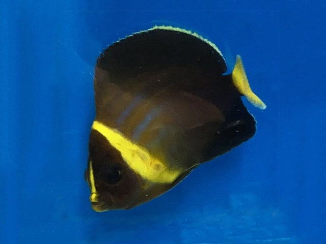 Chaetodontoplus cephalareticulatus
