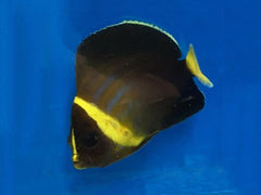 Chaetodontoplus cephalareticulatus