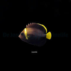 Chaetodontoplus caeruleopunctatus
