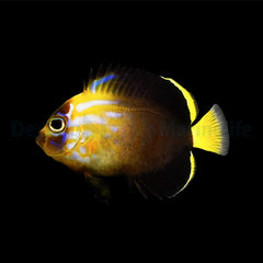 Chaetodontoplus cephalareticulatus - T.B.