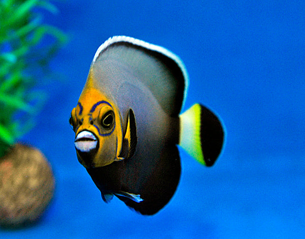 Chaetodontoplus conspicillatus