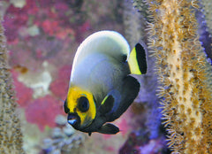 Chaetodontoplus conspicillatus