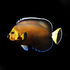 Chaetodontoplus conspicillatus