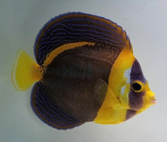 Chaetodontoplus duboulayi (female)