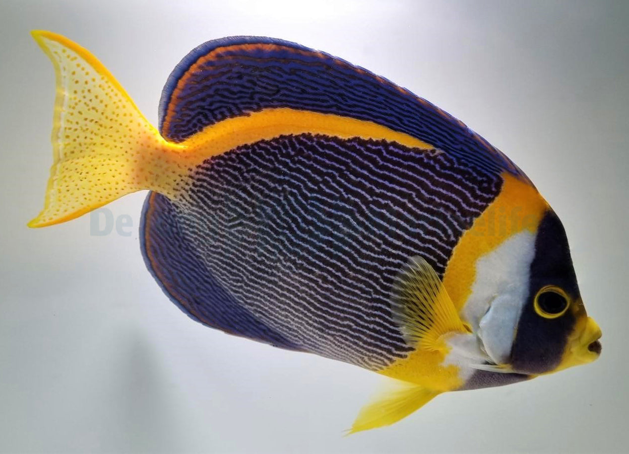 Chaetodontoplus duboulayi (male)