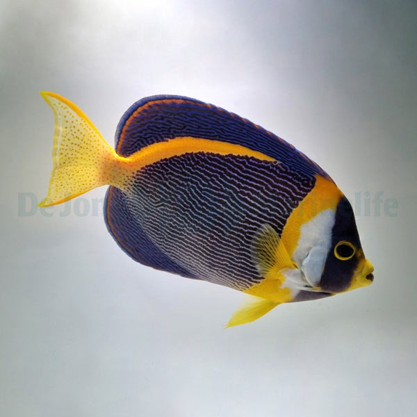 Chaetodontoplus duboulayi (male)