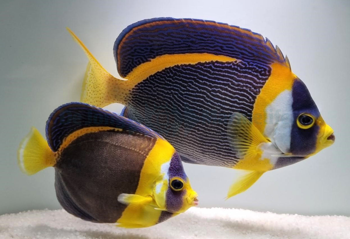 Chaetodontoplus duboulayi (pair)