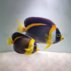 Chaetodontoplus duboulayi (pair)