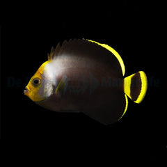 Chaetodontoplus melanosoma