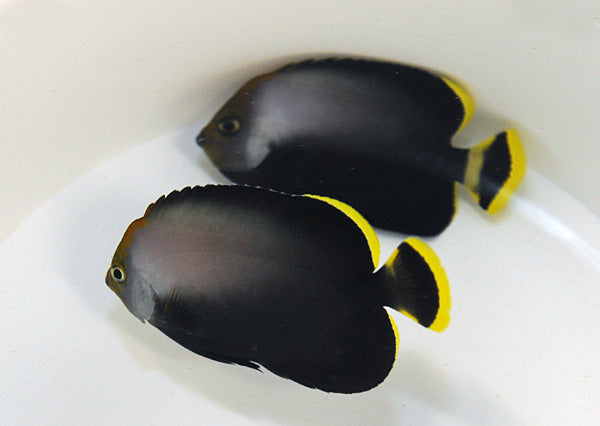 Chaetodontoplus melanosoma