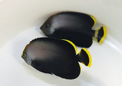 Chaetodontoplus melanosoma