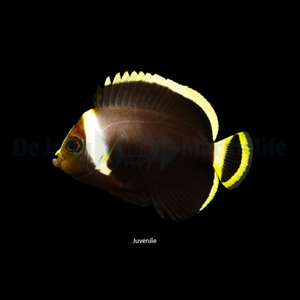 Chaetodontoplus melanosoma