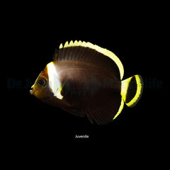 Chaetodontoplus melanosoma