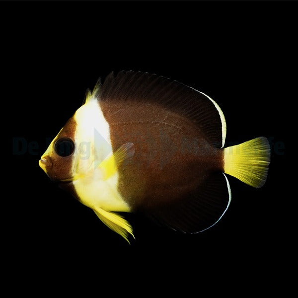 Chaetodontoplus meredithi - T.B.