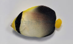 Chaetodontoplus mesoleucus