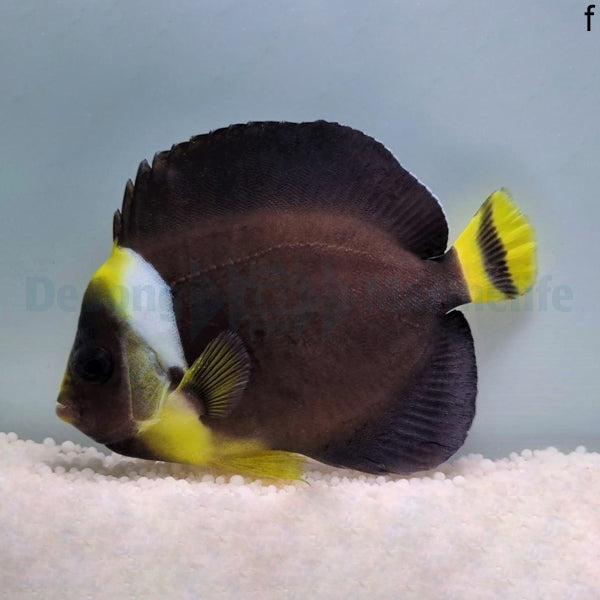 Chaetodontoplus personifer (female)