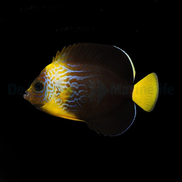 Chaetodontoplus cephalareticulatus x personifer - T.B.