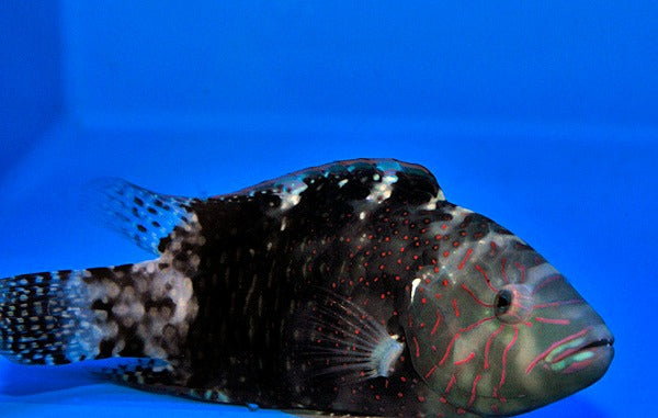 Cheilinus abudjubbe