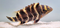 Cheilinus fasciatus