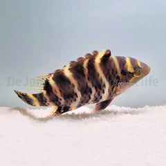 Cheilinus fasciatus