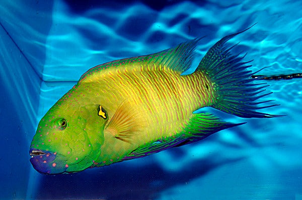 Cheilinus lunulatus