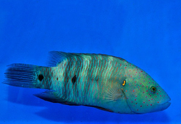 Cheilinus lunulatus