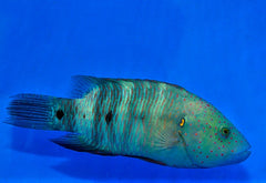 Cheilinus lunulatus