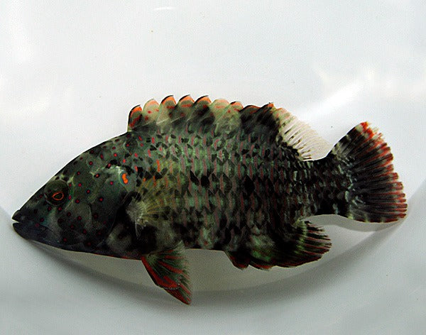Cheilinus lunulatus
