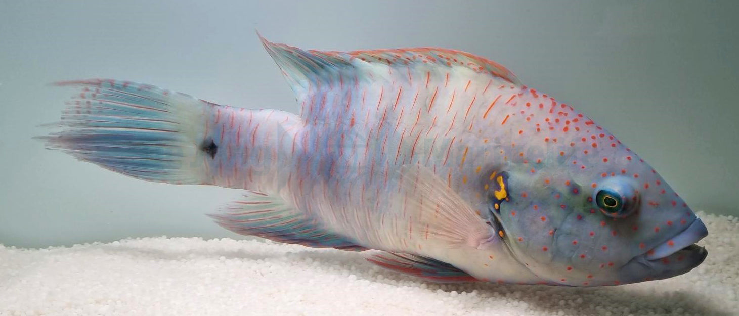 Cheilinus lunulatus