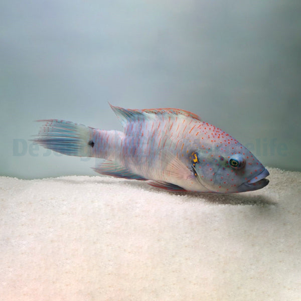 Cheilinus lunulatus