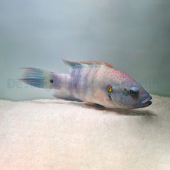 Cheilinus lunulatus