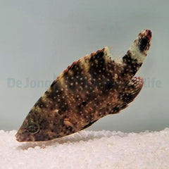 Cheilinus oxycephalus