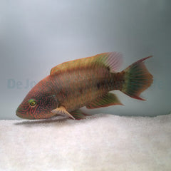 Cheilinus trilobatus