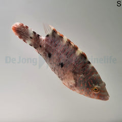 Cheilinus trilobatus