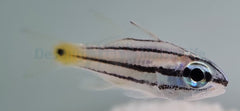 Cheilodipterus quinquelineatus
