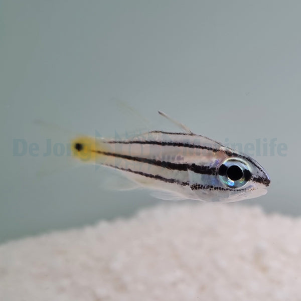 Cheilodipterus quinquelineatus