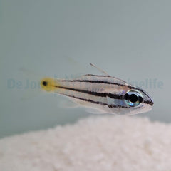 Cheilodipterus quinquelineatus