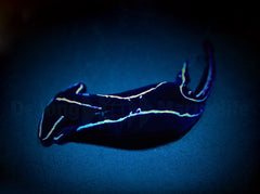 Chelidonura varians