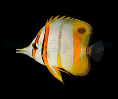 Chelmon marginalis