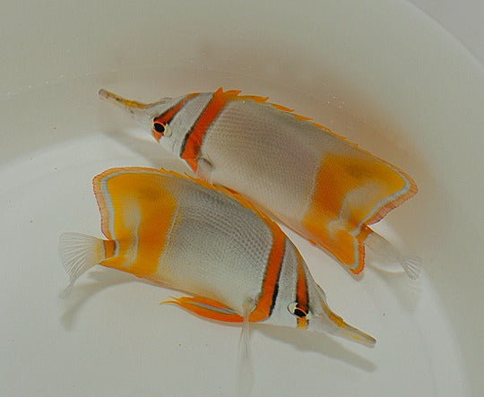 Chelmon marginalis