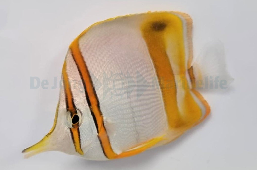 Chelmon marginalis