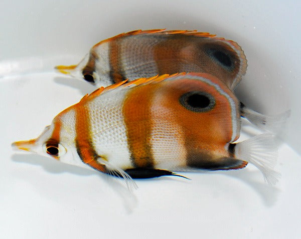 Chelmon muelleri