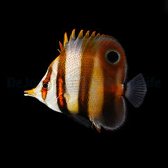 Chelmon muelleri