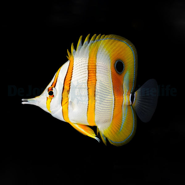 Chelmon rostratus