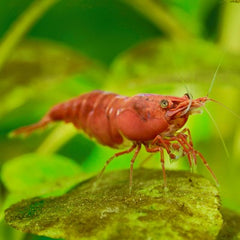 Neocaridina sp.cherry garnaal