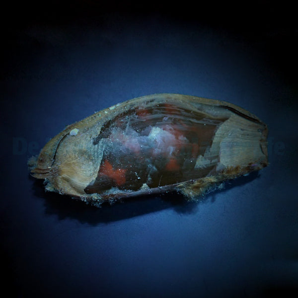 Chiloscyllium punctatum (Egg)
