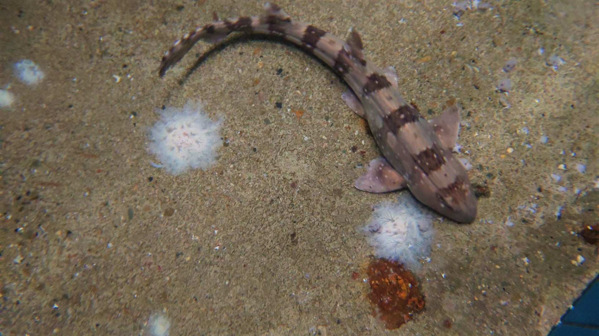 Chiloscyllium plagiosum