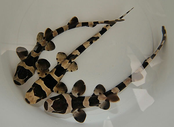 Chiloscyllium punctatum