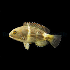 Choerodon anchorago